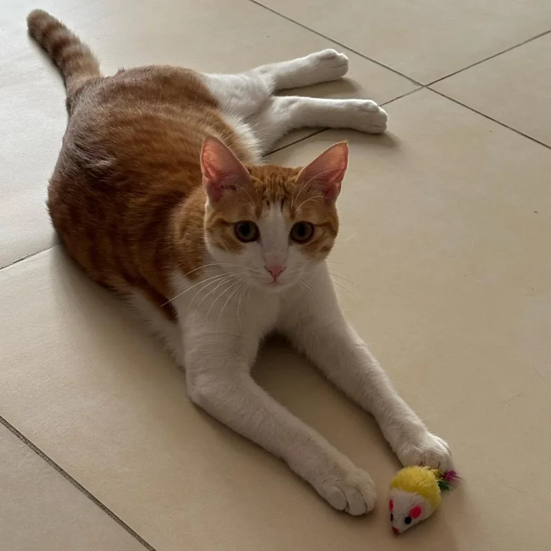 A young small-sized female Orange / Red Domestic Short Hair cat named Buttercup for adoption in Chattanooga, TN