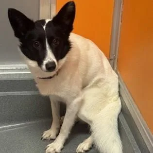A young medium-sized female Black Border Collie dog named Gypsy for adoption in Phoenixville, PA