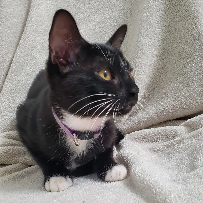 A baby small-sized female Black Domestic Short Hair cat named Spell for adoption in Brea, CA