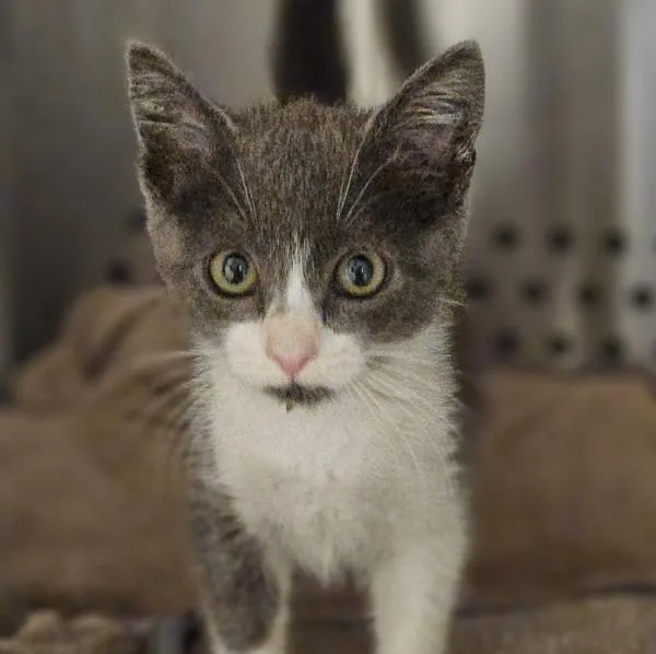 A baby medium-sized female Domestic Short Hair cat named Cassidy for adoption in Dublin, CA