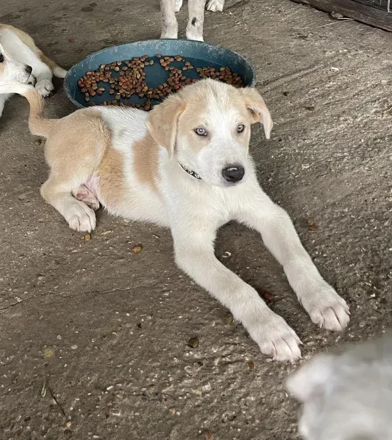 A baby medium-sized male Mixed Breed dog named Pollo for adoption in Grand Rapids, MI