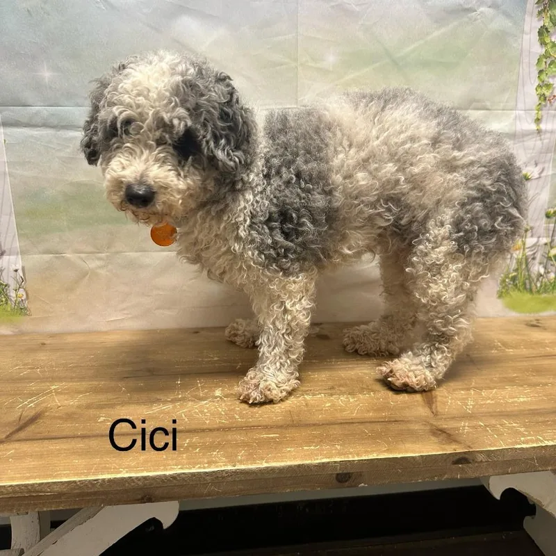 An adult small-sized female White / Cream Poodle dog named Cici for adoption in Normal, IL