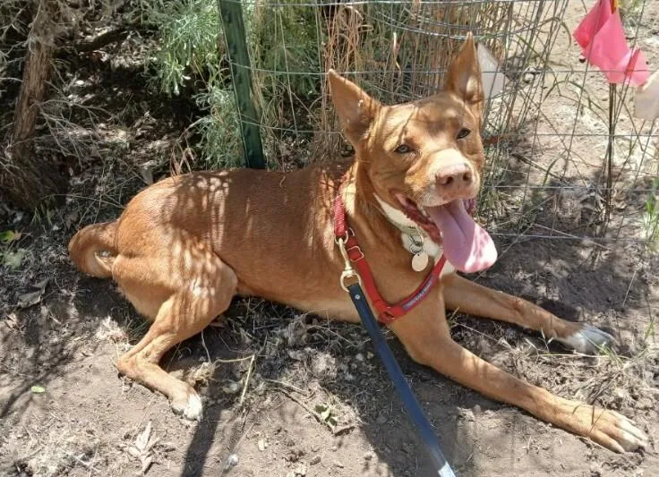 An adult medium-sized male Yellow / Tan / Blond / Fawn Australian Kelpie dog named Buddy for adoption in renton, WA