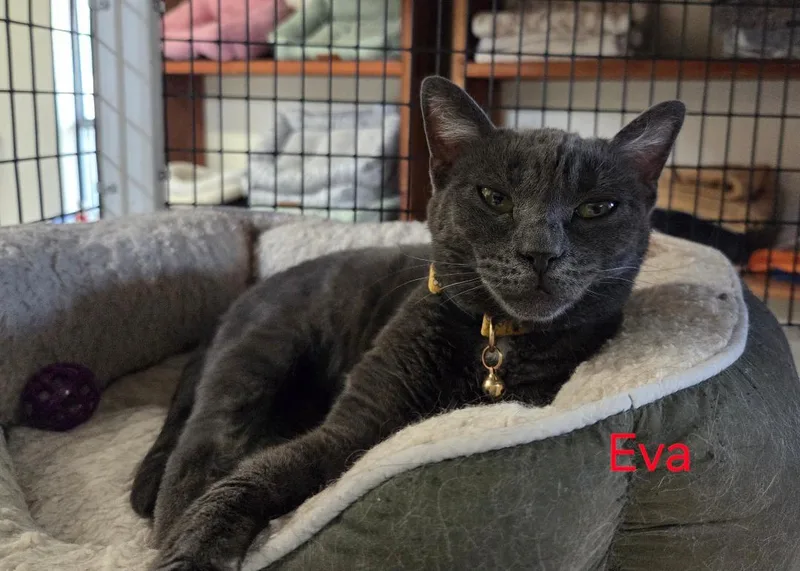 A young medium-sized female Gray / Blue / Silver Russian Blue cat named Eva for adoption in Las Cruces, NM
