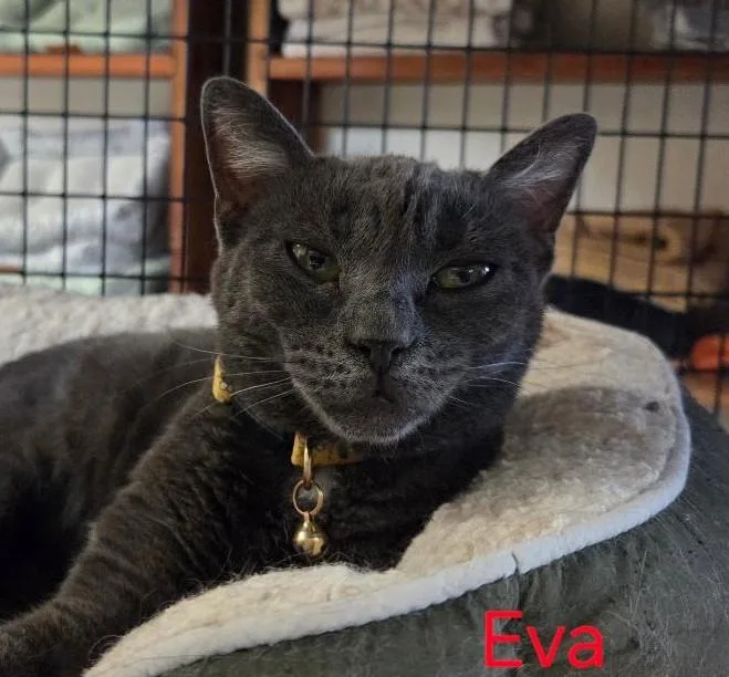 Eva thumbnail 2