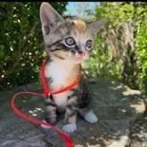 A baby small-sized female Brown / Chocolate Domestic Short Hair cat named Sunshine for adoption in Newark, DE