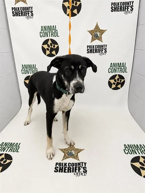 Rowan