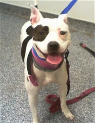 A young medium-sized female Pit Bull Terrier dog named Bonnie for adoption in Charlotte, NC