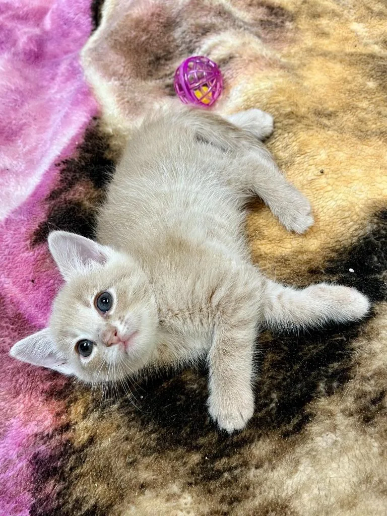 A baby small-sized female Domestic Short Hair cat named Nala for adoption in Clinton, SC