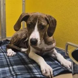 A baby small-sized female Brindle Pit Bull Terrier dog named Mirabel for adoption in Norman, OK