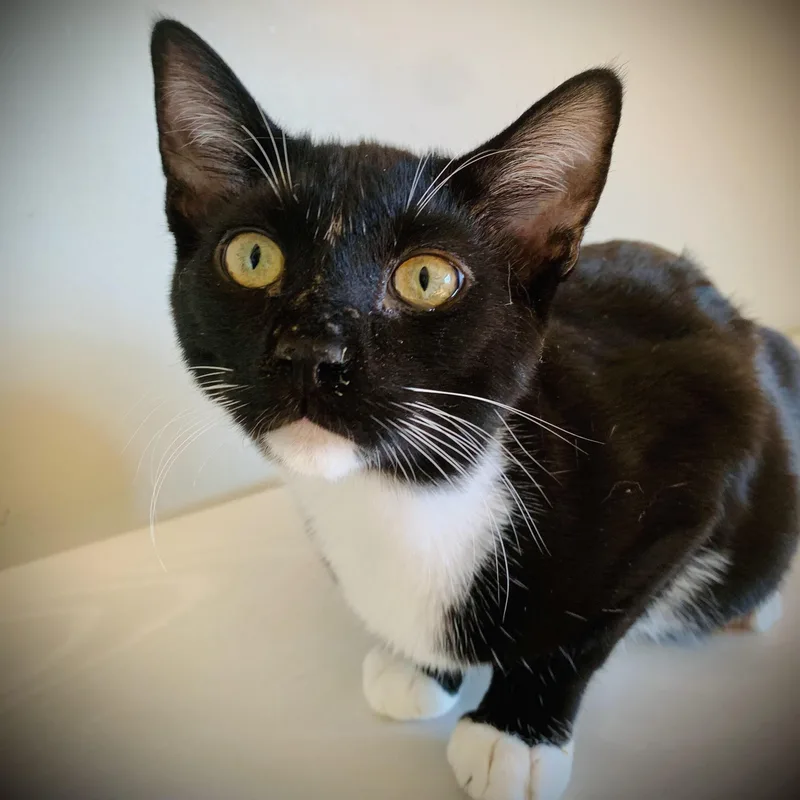 A young medium-sized male Black & White / Tuxedo Domestic Short Hair cat named Isaiah for adoption in Buffalo, NY