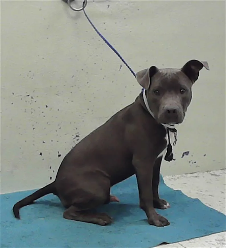A young medium-sized male Staffordshire Bull Terrier dog named Honty Cute for adoption in Houston, TX