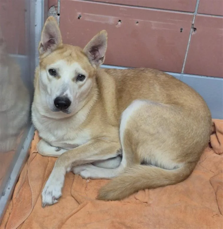 A young medium-sized female German Shepherd Dog dog named Skipper for adoption in Houston, TX