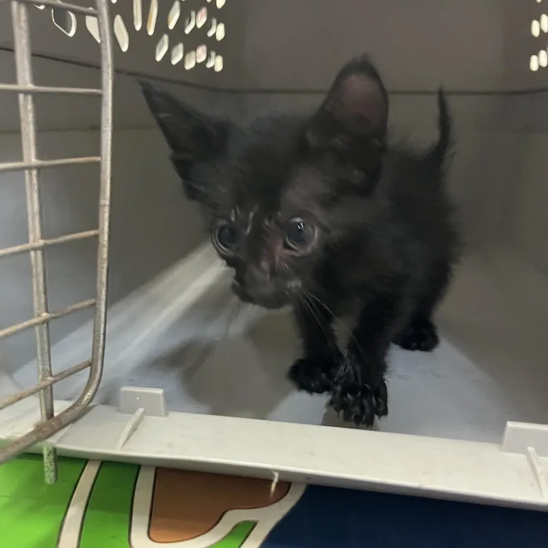 A baby small-sized male Black American Shorthair cat named Boba for adoption in Lake Jackson, TX
