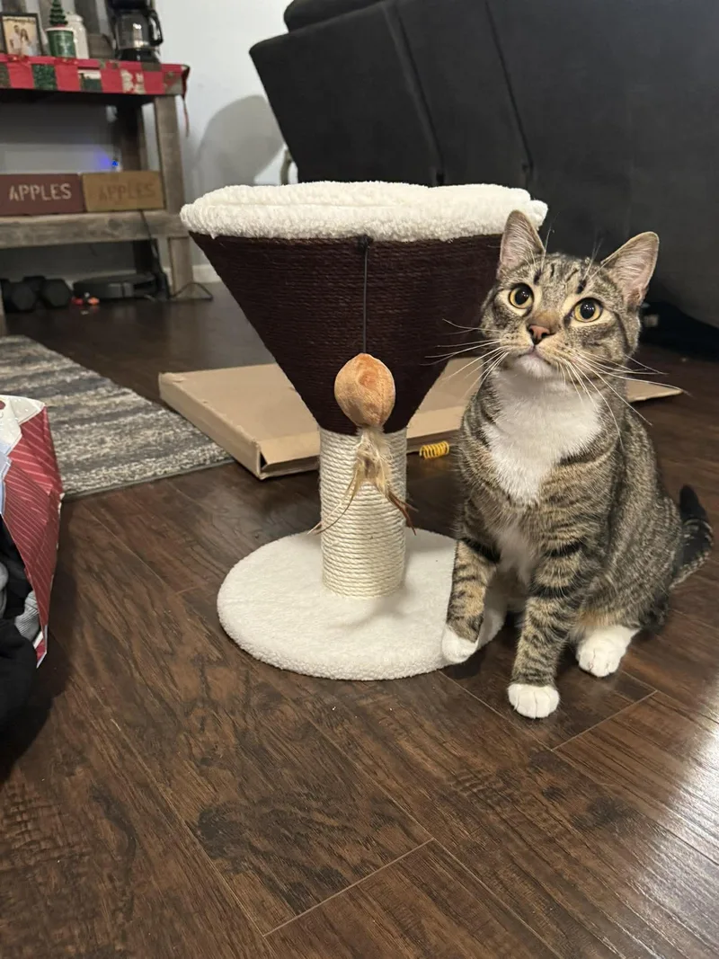 A young medium-sized male Tabby (Brown / Chocolate) Domestic Short Hair cat named Bennie for adoption in Irwin, PA