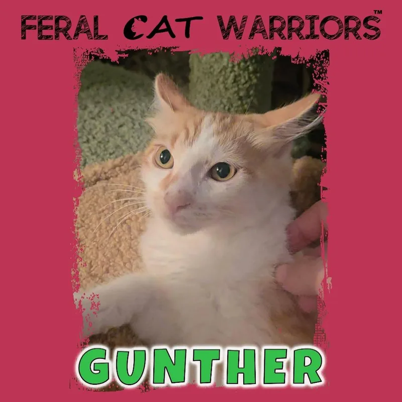 A baby small-sized male Domestic Medium Hair cat named Gunther for adoption in Kingman, AZ