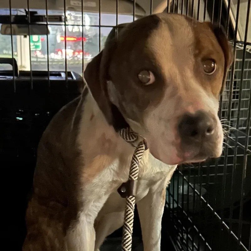 An adult medium-sized female Brown / Chocolate Pit Bull Terrier dog named Blanca for adoption in Newark, NJ