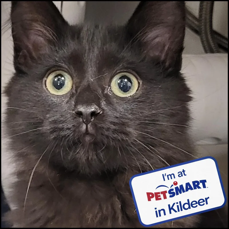 A baby medium-sized female Domestic Long Hair cat named Ragu for adoption in Grayslake, IL