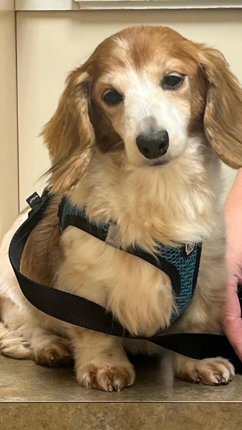 A senior small-sized male Dachshund dog named Snoopy for adoption in Stoughton, MA