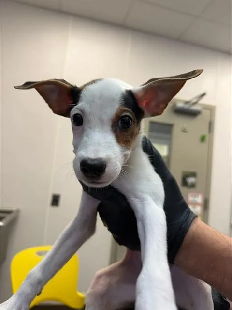 A baby small-sized male Australian Cattle Dog / Blue Heeler dog named Kodiak for adoption in Tucson, AZ