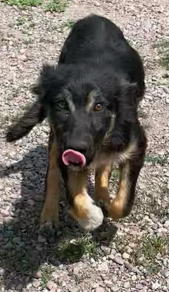 A young medium-sized female Tricolor (Brown, Black, & White) Shepherd dog named Jesse for adoption in Polson, MT