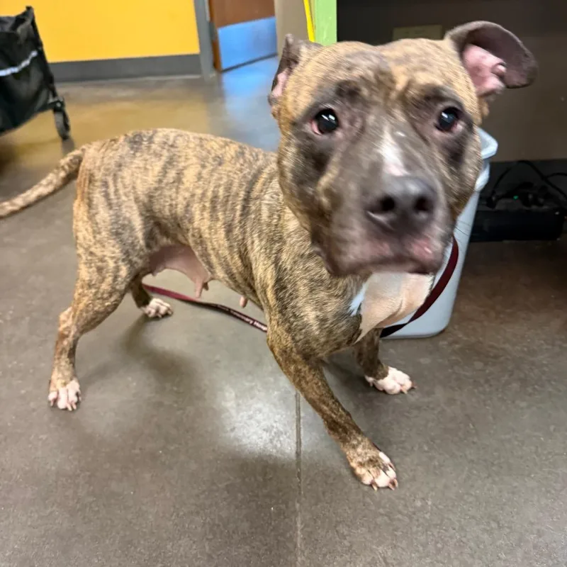 An adult medium-sized female Brindle Mixed Breed dog named Ma Rainey for adoption in Norman, OK