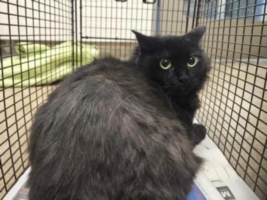 An adult medium-sized female Domestic Medium Hair cat named Petra for adoption in Van Nuys, CA