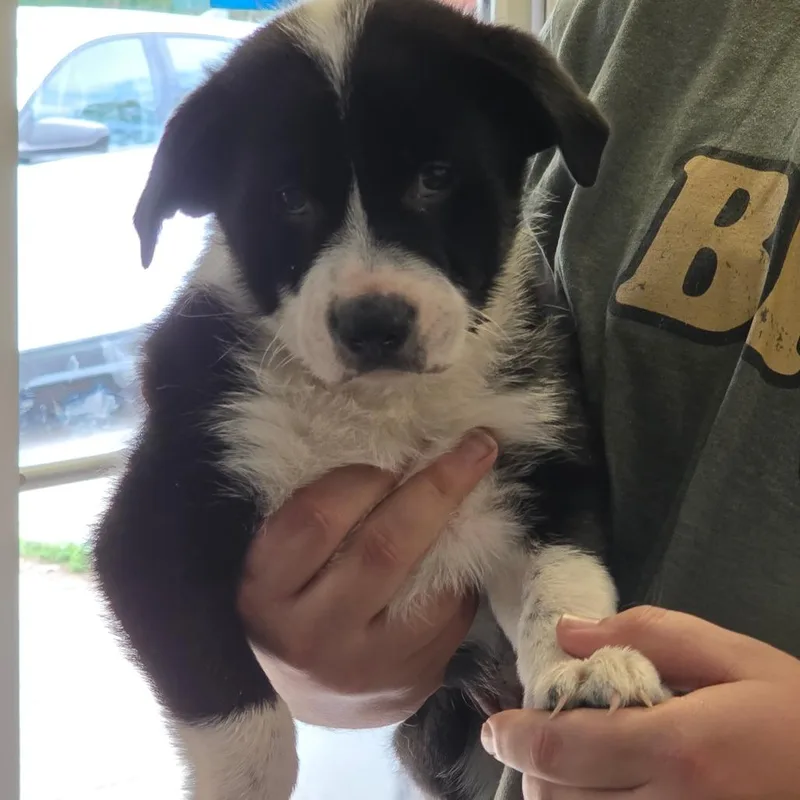 A baby small-sized male Black Mixed Breed dog named Kj for adoption in Huntington, WV