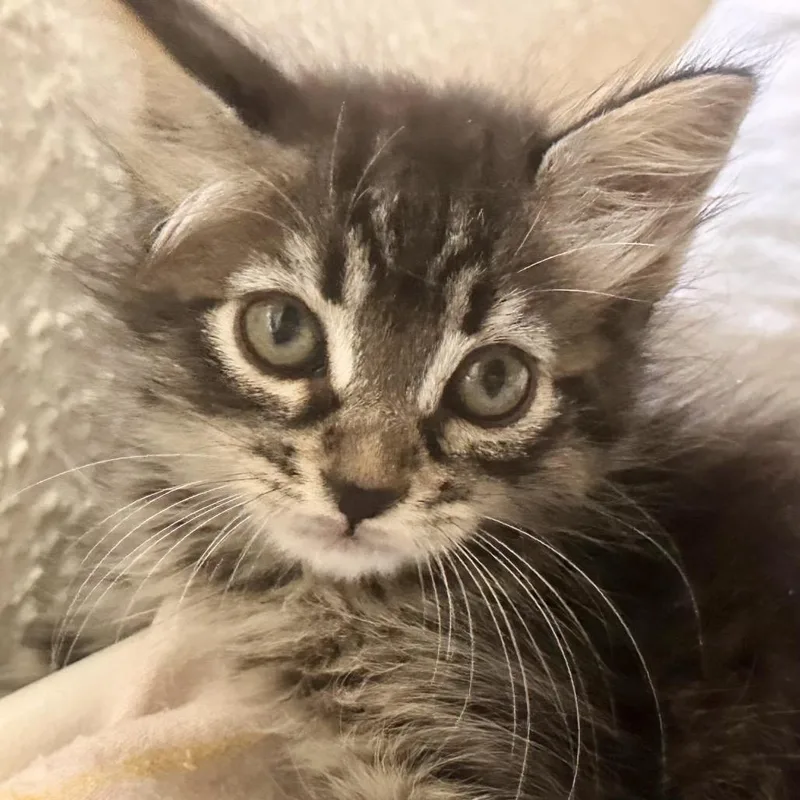 Vixie