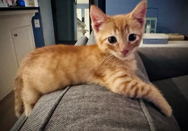 A baby small-sized male Domestic Short Hair cat named Mustard for adoption in San Luis Obispo, CA