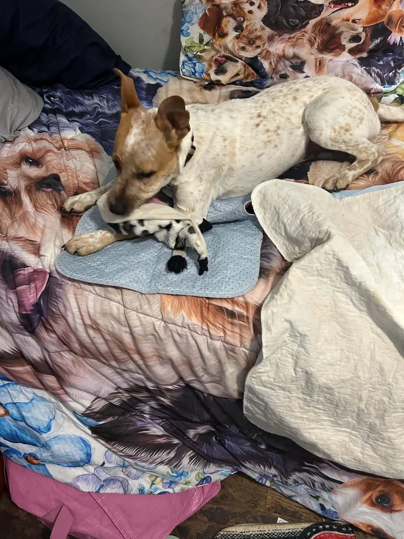A baby medium-sized female Australian Cattle Dog / Blue Heeler dog named Poppy for adoption in Coldwater, MI