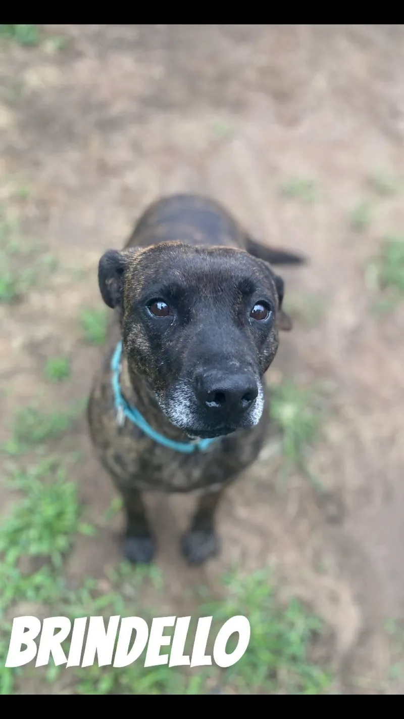 An adult medium-sized male Brindle Mixed Breed dog named Brindello for adoption in Denison, TX