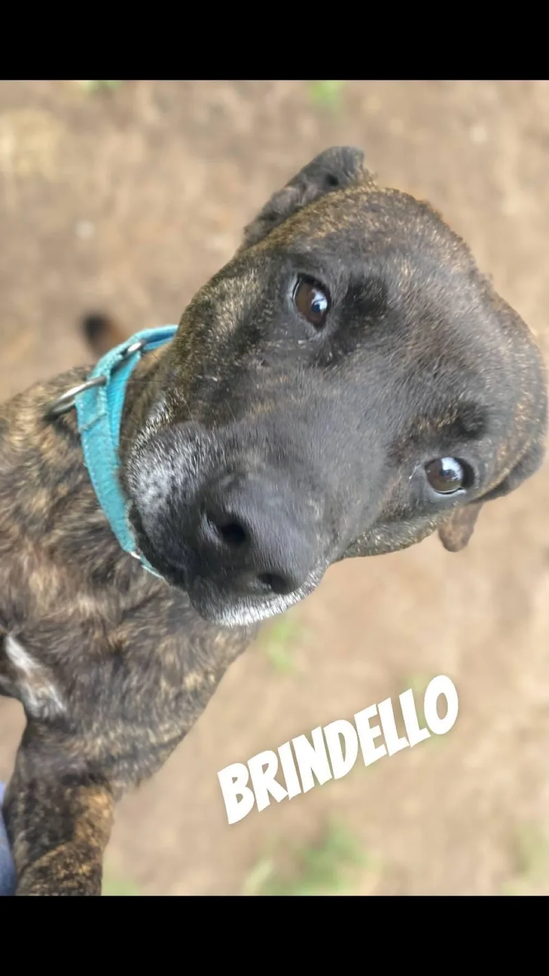 Brindello thumbnail 5