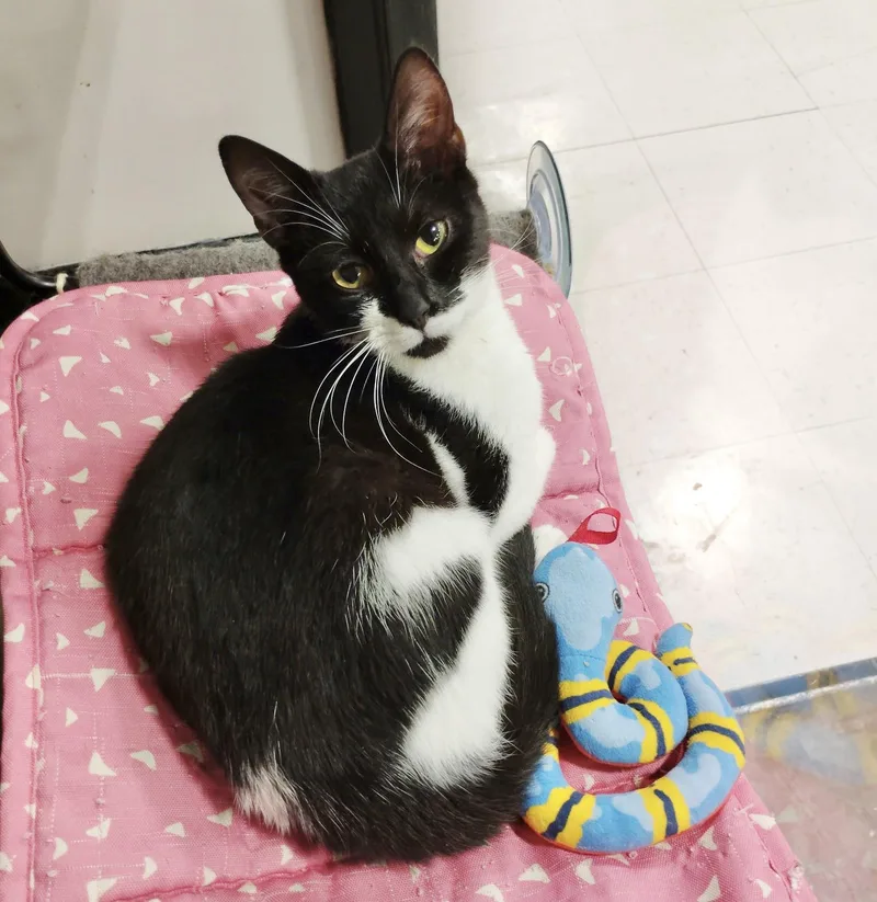 Cheyanne thumbnail 2