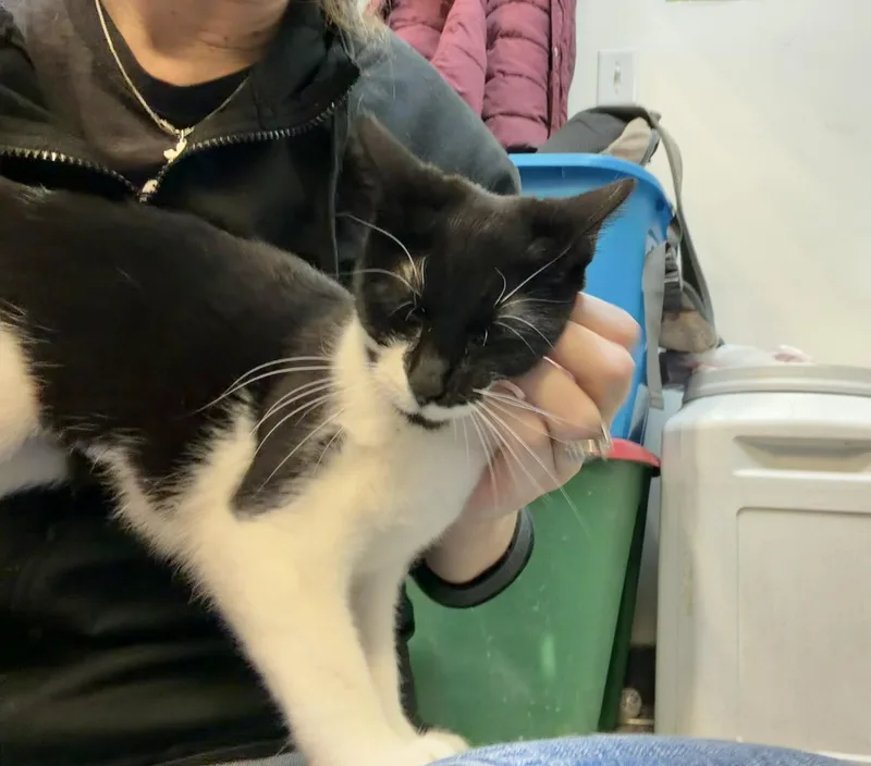 Cheyanne thumbnail 4