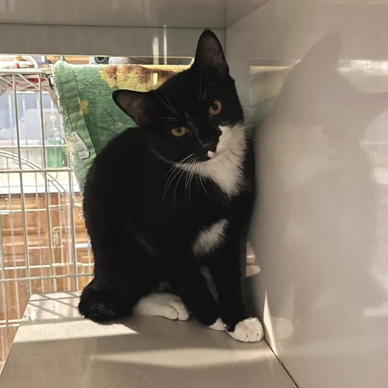 A baby small-sized male Black Manx cat named Harry Edward for adoption in Salisbury, MA