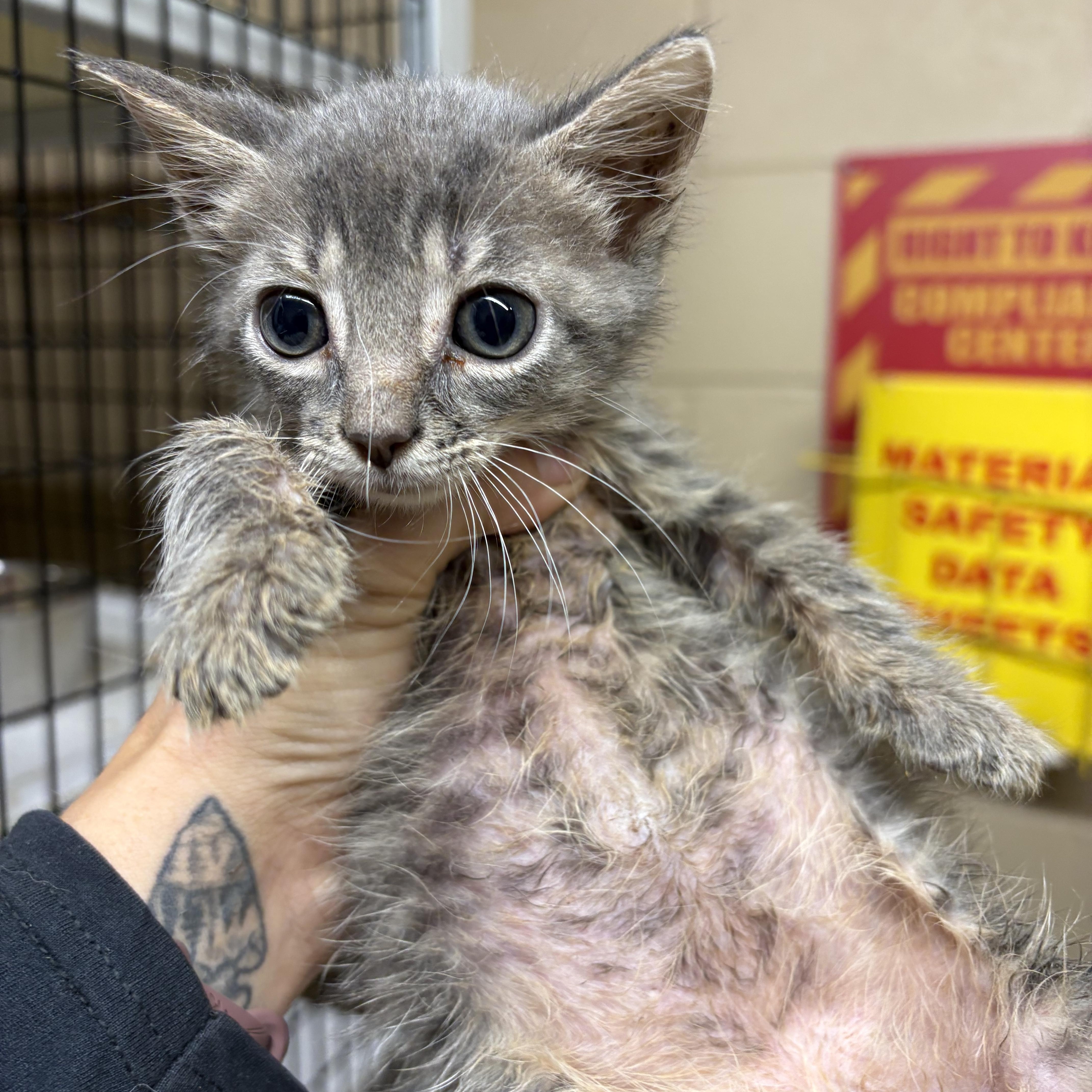 A baby medium-sized male Tabby (Gray / Blue / Silver) Domestic Short Hair cat named Earl for adoption in Monticello, GA
