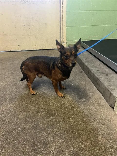 An adult small-sized male Chihuahua dog named Ridley for adoption in Sacramento, CA