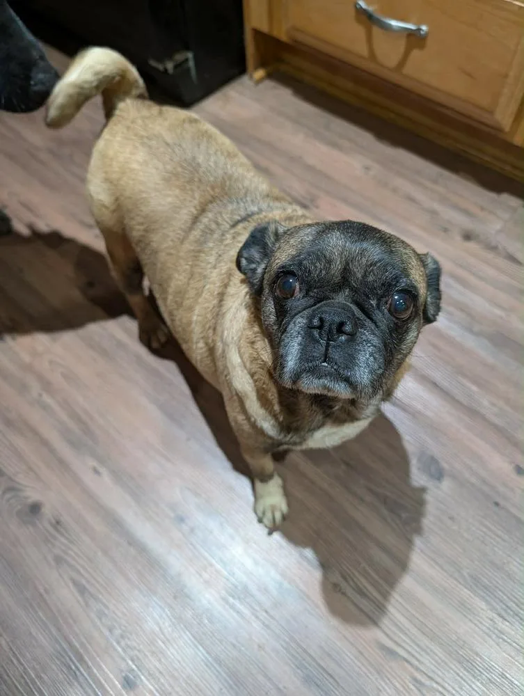 An adult small-sized female Brown / Chocolate Pug dog named Jj for adoption in Waunakee, WI