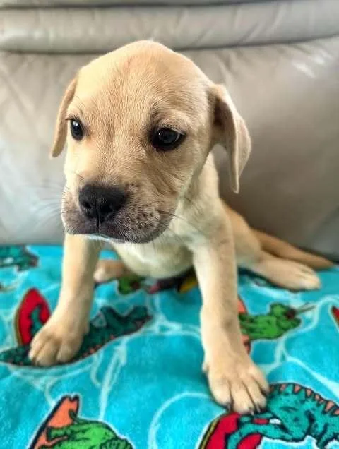 A baby small-sized male French Bulldog dog named Linus for adoption in Commerce City, CO