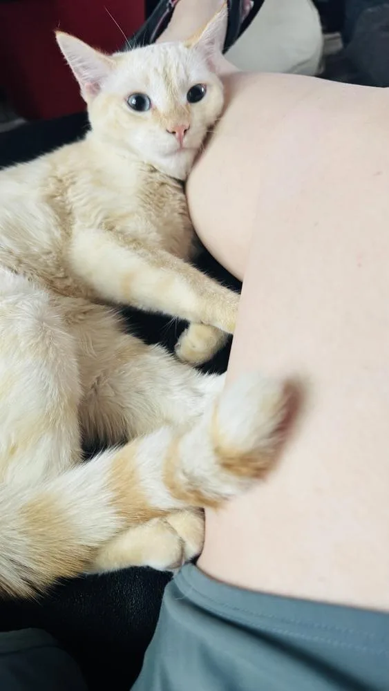 An adult medium-sized male Siamese cat named Monty for adoption in Lafayette, CO