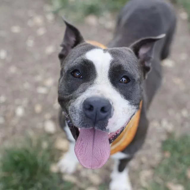 An adult medium-sized female American Staffordshire Terrier dog named Harley for adoption in San Antonio, TX