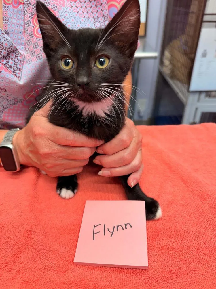 A baby small-sized male Black & White / Tuxedo Domestic Short Hair cat named Flynn for adoption in Vancouver, WA