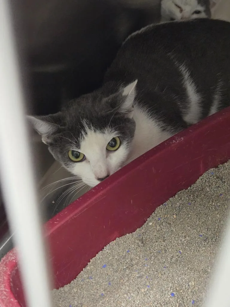 A young medium-sized female Domestic Short Hair cat named Tuffy for adoption in Athens, TN