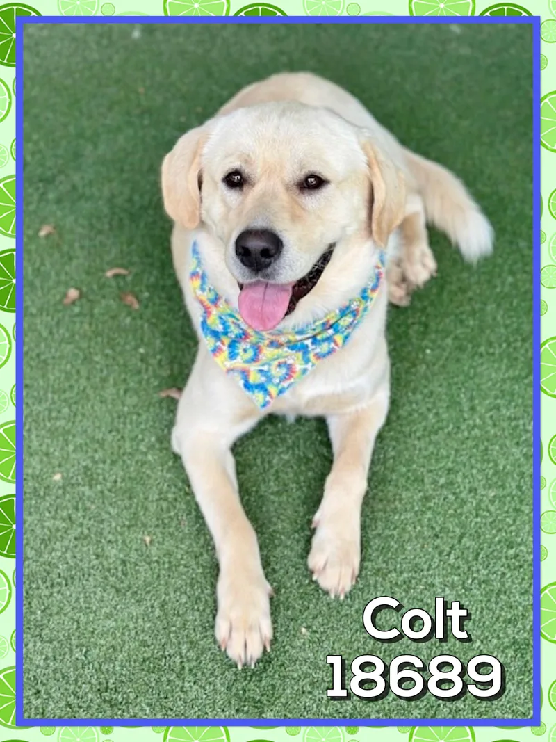 Colt