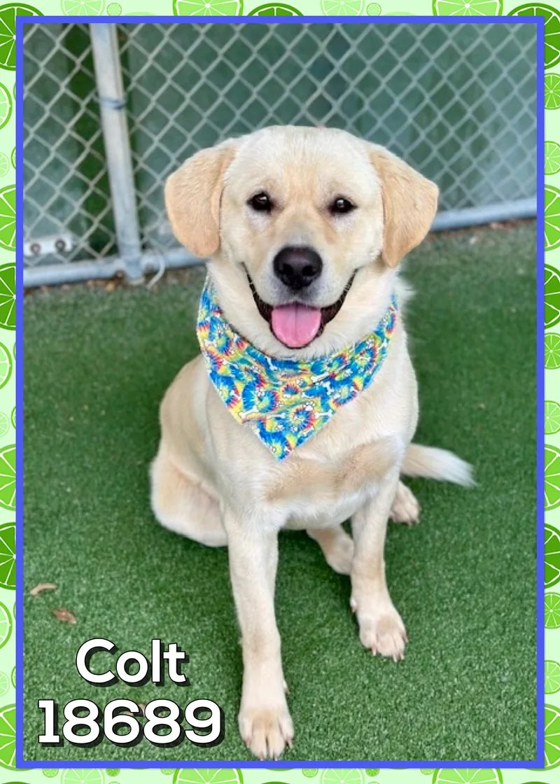 Colt thumbnail 2