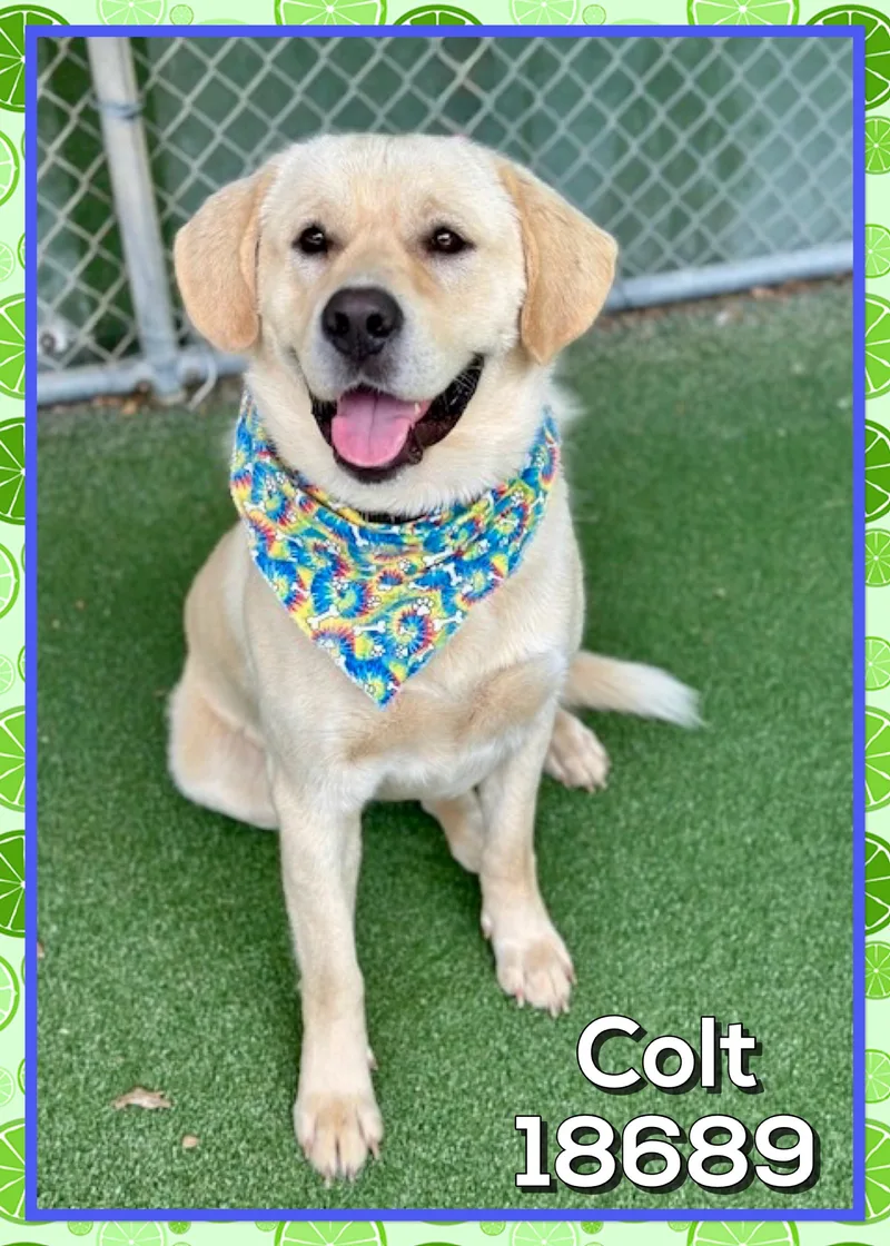 Colt thumbnail 3
