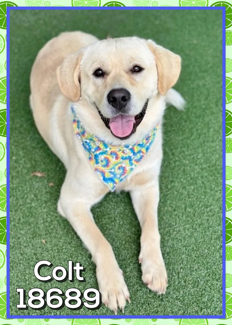 Colt thumbnail 5