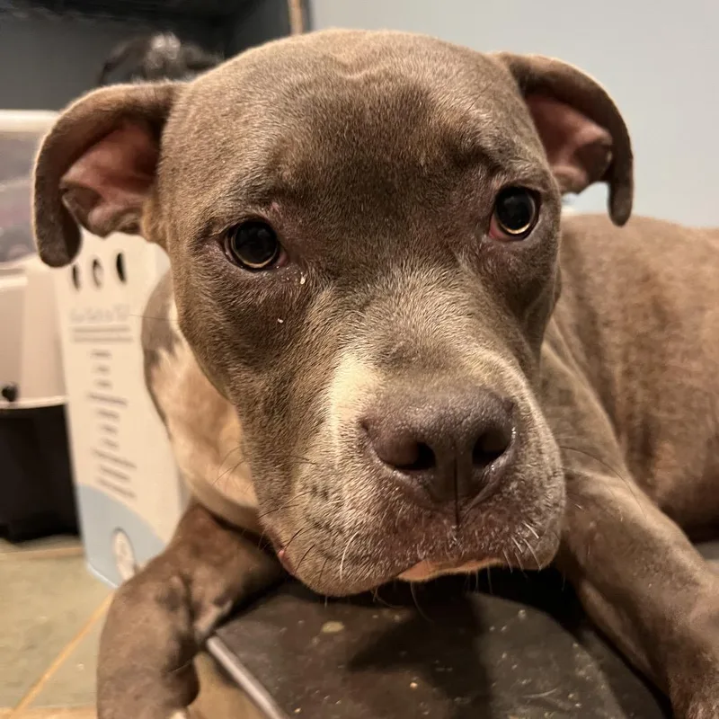 An adult medium-sized female Black Mixed Breed dog named Nala for adoption in Chattanooga, TN