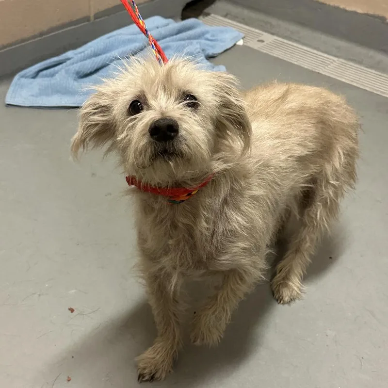 An adult medium-sized female Brown / Chocolate Terrier dog named Phoebe for adoption in Tacoma, WA